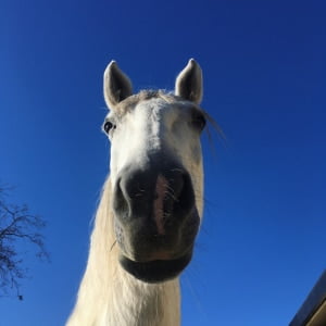 horse and sky